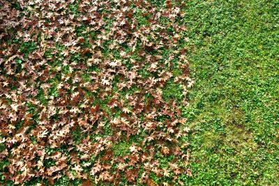 Yard Leaf Management