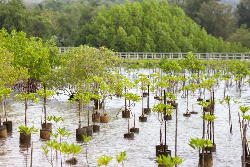 Orchard Planting in Honolulu, HI