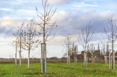 Ornamental Tree Planting in Ventura County, CA