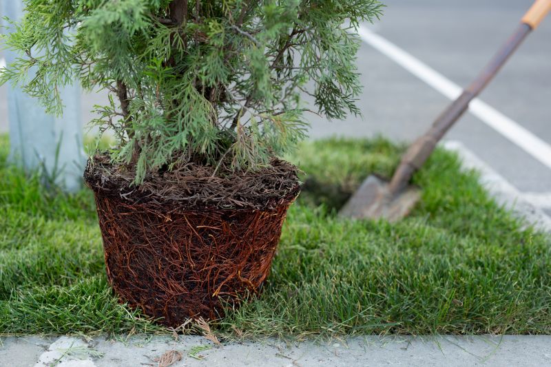 Pine Tree Planting in Ventura County, CA