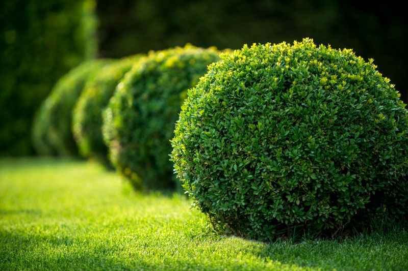 Shrub Planting Service in Ventura County, CA