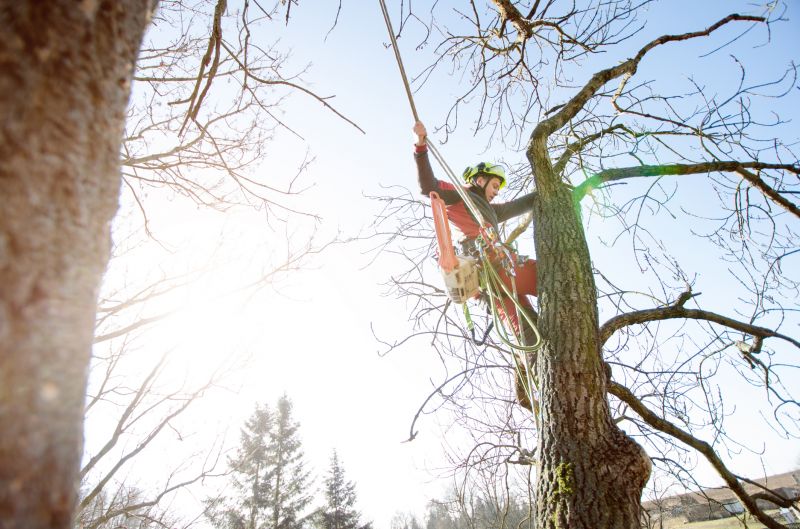 Tree Cabling Service in Reno, NV