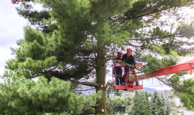 Tree Cabling Service in Reno, NV