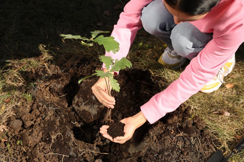 Tree Installation Service in Ventura County, CA